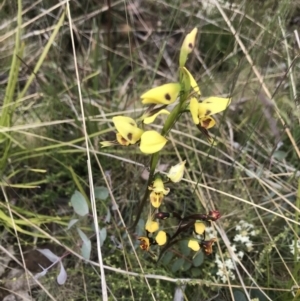 Diuris sulphurea at Cotter River, ACT - suppressed