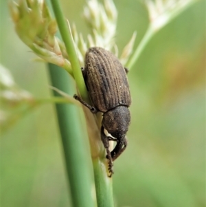 Melanterius sp. (genus) at Cook, ACT - 23 Nov 2021