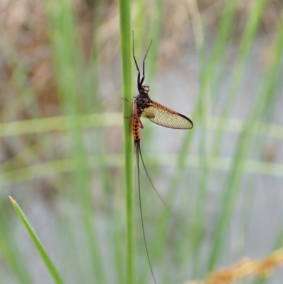 Ephemeroptera (order) (Unidentified Mayfly) at Cook, ACT - 23 Nov 2021 by CathB
