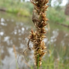 Tetragnatha sp. (genus) at Cook, ACT - 23 Nov 2021