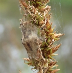 Tetragnatha sp. (genus) at Cook, ACT - 23 Nov 2021