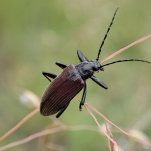 Homotrysis sp. (genus) at Cook, ACT - 23 Nov 2021