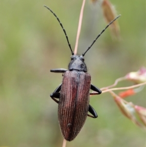 Homotrysis sp. (genus) at Cook, ACT - 23 Nov 2021