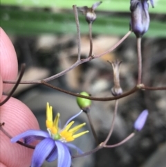 Dianella caerulea (Common Flax Lily) at Bundanoon, NSW - 14 Nov 2021 by Tapirlord