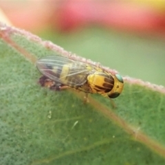 Fergusonina sp. (genus) (A gallfly) at Cook, ACT - 24 Nov 2021 by CathB