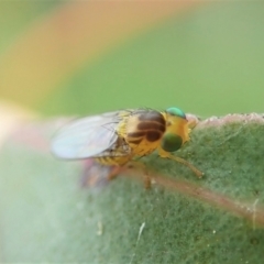 Fergusonina sp. (genus) at Cook, ACT - 24 Nov 2021 10:40 AM