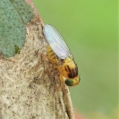 Fergusonina sp. (genus) at Cook, ACT - 24 Nov 2021 10:40 AM