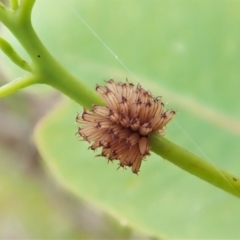 Paropsis atomaria (Eucalyptus leaf beetle) at Cook, ACT - 23 Nov 2021 by CathB