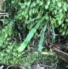 Notogrammitis billardierei (Finger Fern) at Bundanoon, NSW - 14 Nov 2021 by Tapirlord