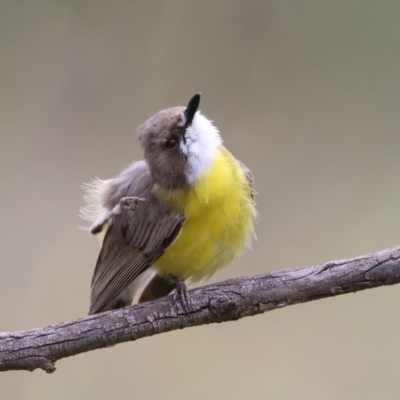 Gerygone olivacea (White-throated Gerygone) at Pialligo, ACT - 23 Nov 2021 by jb2602