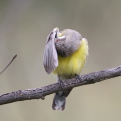 Gerygone olivacea at Pialligo, ACT - 23 Nov 2021 09:40 AM