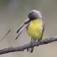 Gerygone olivacea at Pialligo, ACT - 23 Nov 2021 09:40 AM