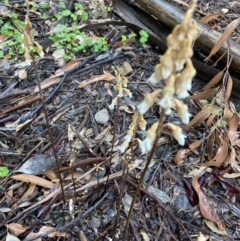 Gastrodia sesamoides at Acton, ACT - 24 Nov 2021