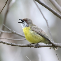 Gerygone olivacea (White-throated Gerygone) at Pialligo, ACT - 22 Nov 2021 by jb2602