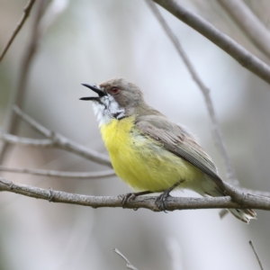 Gerygone olivacea at Pialligo, ACT - 23 Nov 2021