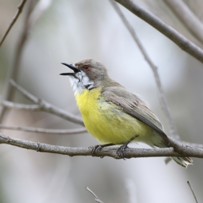 Gerygone olivacea (White-throated Gerygone) at Pialligo, ACT - 23 Nov 2021 by jb2602