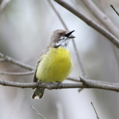 Gerygone olivacea at Pialligo, ACT - 23 Nov 2021