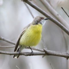 Gerygone olivacea at Pialligo, ACT - 23 Nov 2021