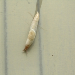 Deroceras reticulatum (Grey Field Slug) at McKellar, ACT - 14 Nov 2021 by Amata