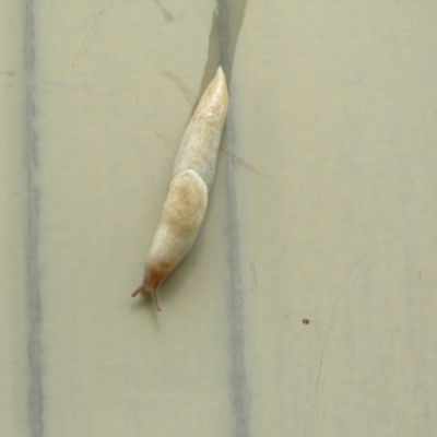 Deroceras reticulatum (Grey Field Slug) at McKellar, ACT - 14 Nov 2021 by Birdy