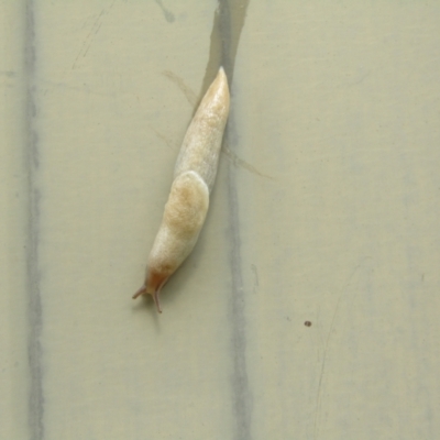 Deroceras reticulatum (Grey Field Slug) at McKellar, ACT - 14 Nov 2021 by Amata