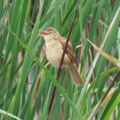 Acrocephalus australis (Australian Reed-Warbler) at Stranger Pond - 25 Nov 2021 by RodDeb