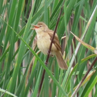 Acrocephalus australis (Australian Reed-Warbler) at Bonython, ACT - 25 Nov 2021 by RodDeb