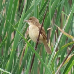 Acrocephalus australis at Bonython, ACT - 25 Nov 2021