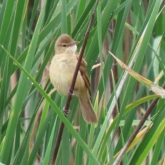 Acrocephalus australis at Bonython, ACT - 25 Nov 2021