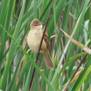 Acrocephalus australis at Bonython, ACT - 25 Nov 2021