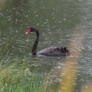 Cygnus atratus at Bonython, ACT - 25 Nov 2021