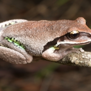 Litoria brevipalmata at Ravensdale, NSW - 25 Nov 2021