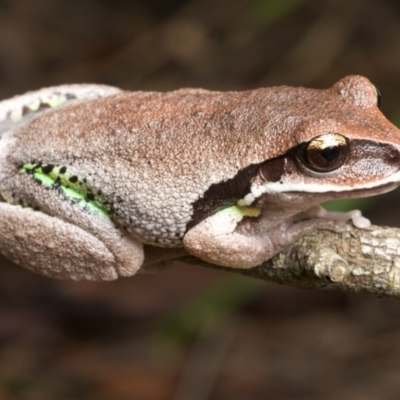 Litoria brevipalmata (Green-thighed Frog) at Ravensdale, NSW - 25 Nov 2021 by BrianHerps