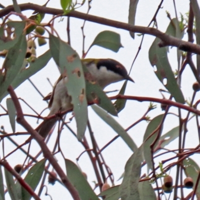 Melithreptus lunatus (White-naped Honeyeater) at Stranger Pond - 25 Nov 2021 by RodDeb