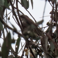 Melithreptus lunatus at Bonython, ACT - 25 Nov 2021 01:33 PM