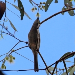 Caligavis chrysops (Yellow-faced Honeyeater) at Bonython, ACT - 25 Nov 2021 by RodDeb