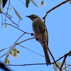 Caligavis chrysops at Bonython, ACT - 25 Nov 2021