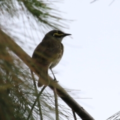 Caligavis chrysops at Bonython, ACT - 25 Nov 2021