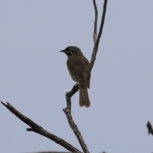 Caligavis chrysops at Bonython, ACT - 25 Nov 2021 01:19 PM