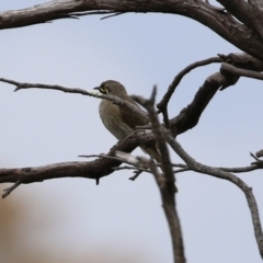 Caligavis chrysops at Bonython, ACT - 25 Nov 2021