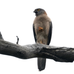 Tachyspiza fasciata (Brown Goshawk) at Pialligo, ACT - 23 Nov 2021 by jb2602