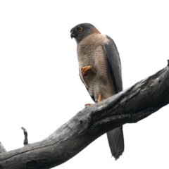 Accipiter fasciatus at Pialligo, ACT - 23 Nov 2021