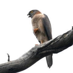 Accipiter fasciatus at Pialligo, ACT - 23 Nov 2021