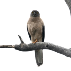 Accipiter fasciatus at Pialligo, ACT - 23 Nov 2021