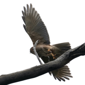 Accipiter fasciatus at Pialligo, ACT - 23 Nov 2021