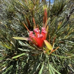 Lambertia formosa (Mountain Devil) at Red Rocks, NSW - 25 Nov 2021 by SimoneC