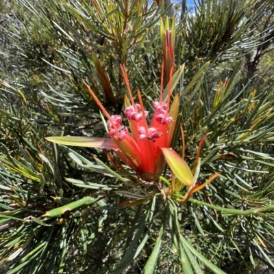 Lambertia formosa (Mountain Devil) at Red Rocks, NSW - 25 Nov 2021 by SimoneC