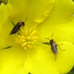 Eurys sp. (genus) (Eurys sawfly) at Goulburn Mulwaree Council - 23 Nov 2021 by JanetRussell