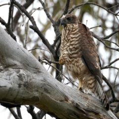 Accipiter fasciatus (Brown Goshawk) at Pialligo, ACT - 23 Nov 2021 by jbromilow50