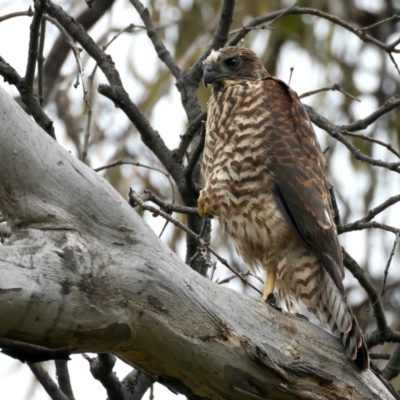 Tachyspiza fasciata (Brown Goshawk) at Pialligo, ACT - 23 Nov 2021 by jb2602